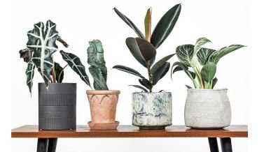 The best house plants for your home and health