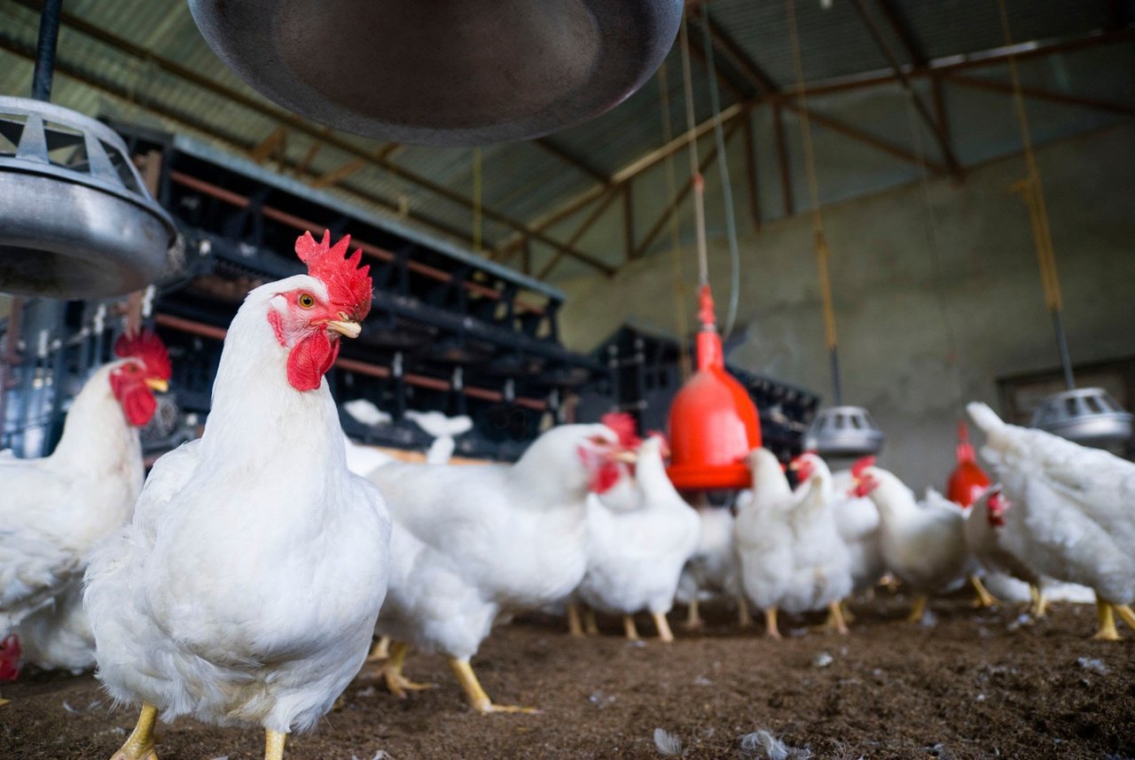MEYSAL Restricts Poultry Importation