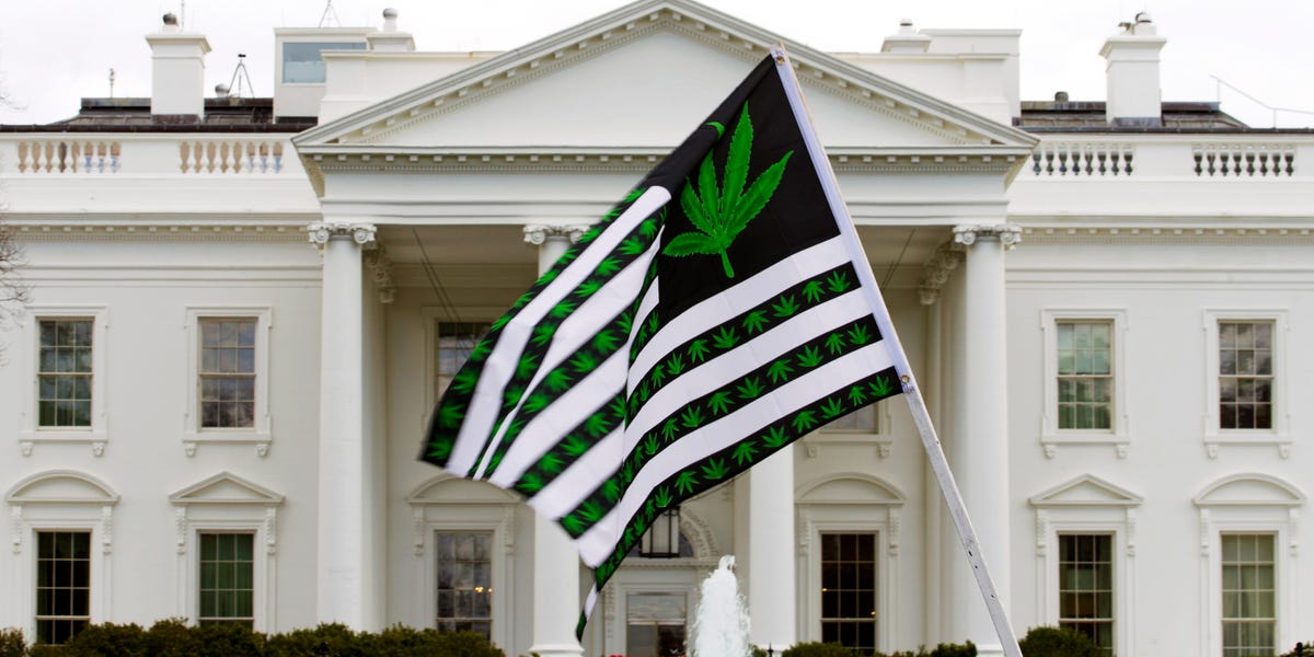 'Unfair and out-of-touch': Democrats slam Biden's White House staff marijuana policy