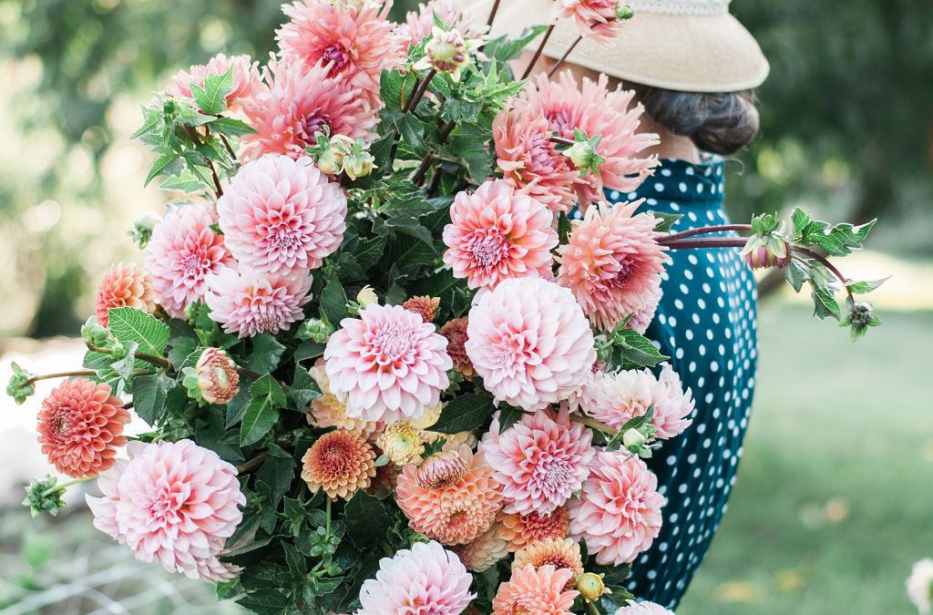 How to Care for Dahlias and Make a Statement in Your Garden