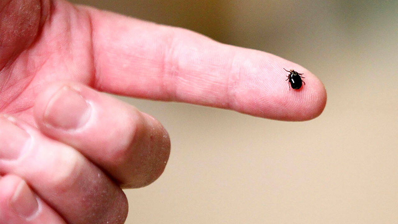 Tick population expected to surge, and they’re carrying more than Lyme disease, researchers say