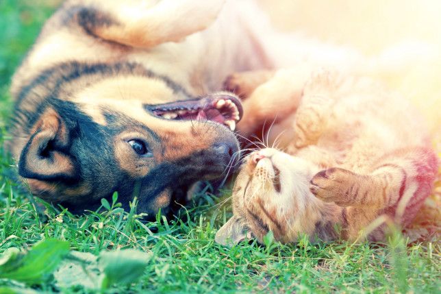 How to help your pets keep cool and avoid heatstroke in hot weather