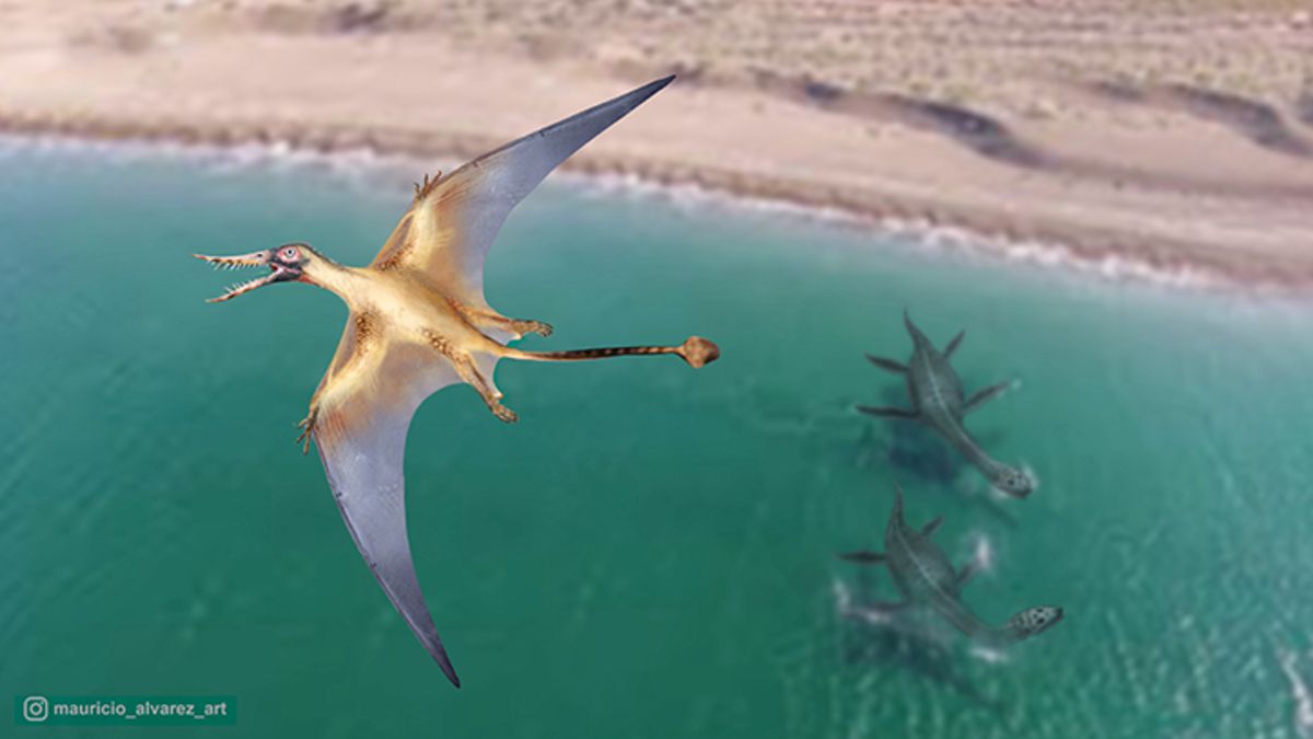 The "flying dragon" of the Jurassic appears for the first time in the southern hemisphere