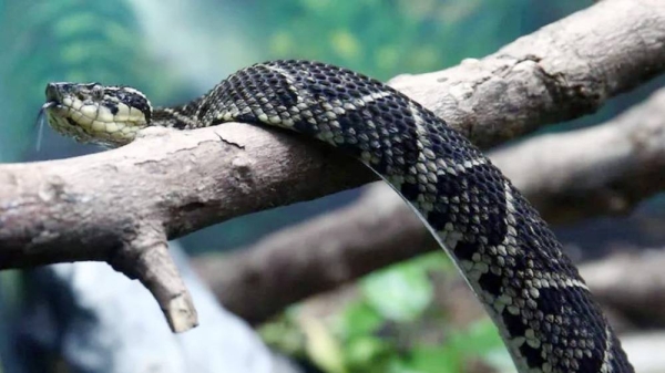 Brazilian snake venom may carry a treatment for coronavirus