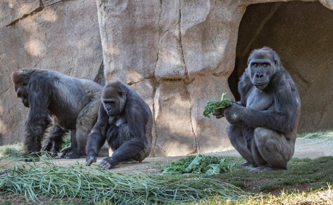 Several Gorillas At US Zoo Being Treated For Coronavirus