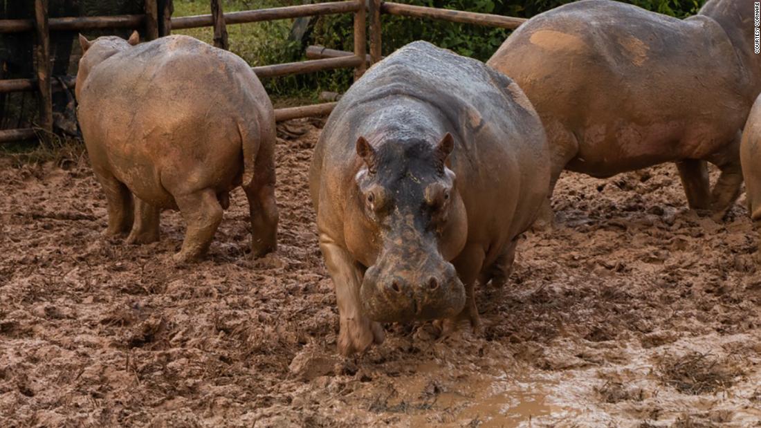Colombia is putting its 'cocaine hippos' on birth control