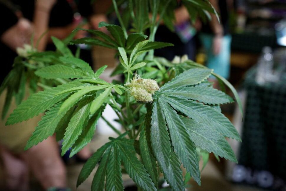 Bill to Legalize Marijuana Passes U.S. House, but Faces Dim Prospects in Senate