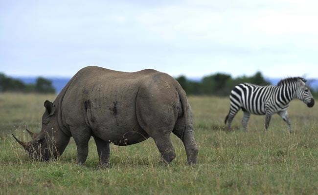 Human Activity Has Wiped Out Nearly 70% Of World's Wildlife In Just 50 Years